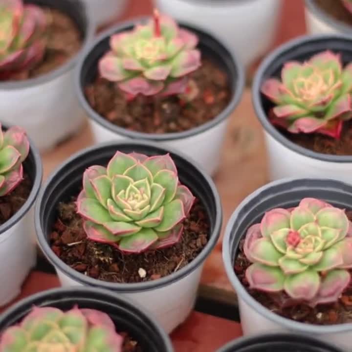 Echeveria Longissima Round Leaf,Succulent Plant,Succulent Gifts