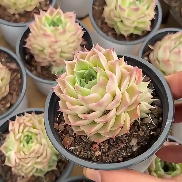 Succulent Echeveria hot Agavoides ‘Malgan‘