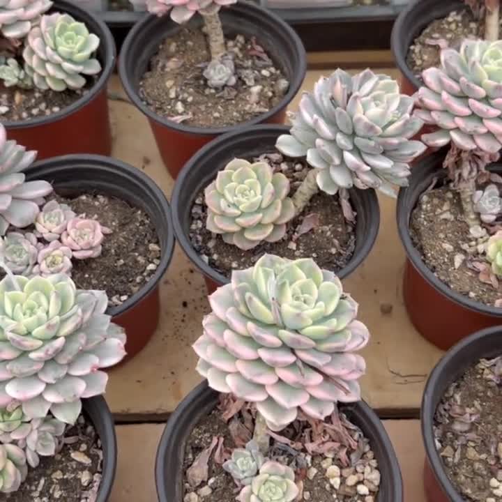Echeveria Nicksana Variegated,Succulent Plant,Succulent Gifts