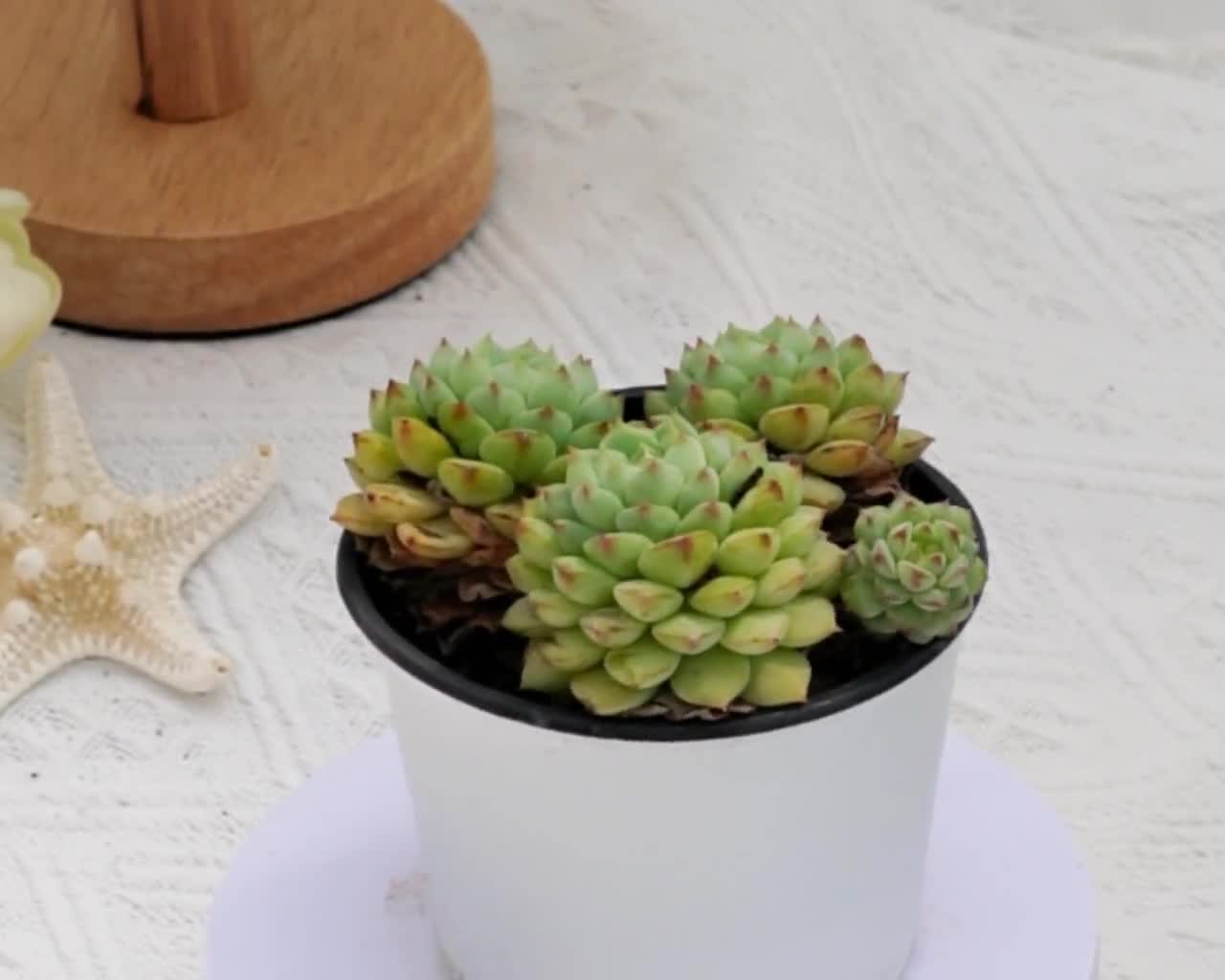 エケベリア パンダフェイス、珍しい多肉植物、最高の贈り物 - Etsy 日本