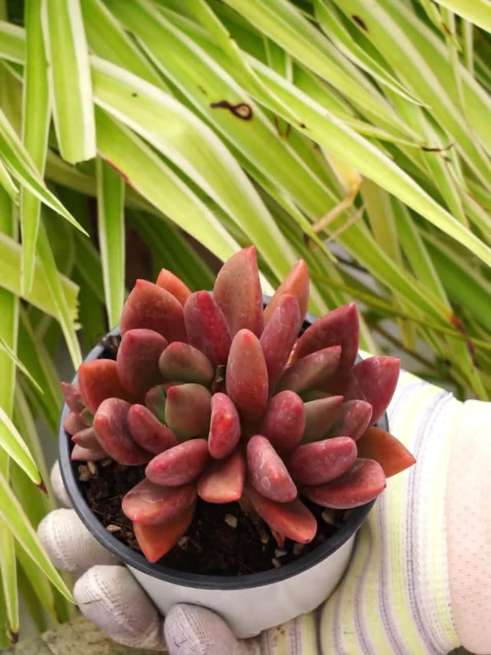 エケベリア ピーチブロッサム - 多肉植物 - Etsy 日本
