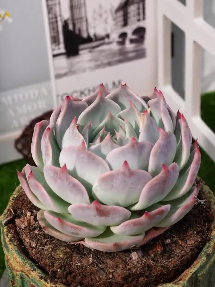 M✧succulent ·͜· ︎︎ᕷ il_fullxfull.