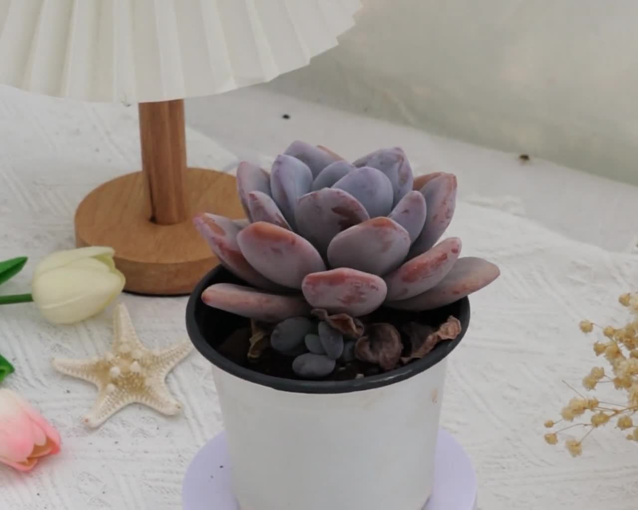 @Rabbit.Echeveria出品 image_e406aced-def4-4435-8192-