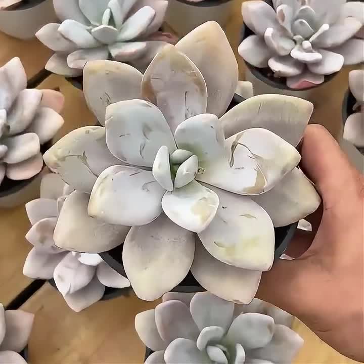 Live Succulents -rare Succulents - Echeveria 'pink Bunny' - Etsy