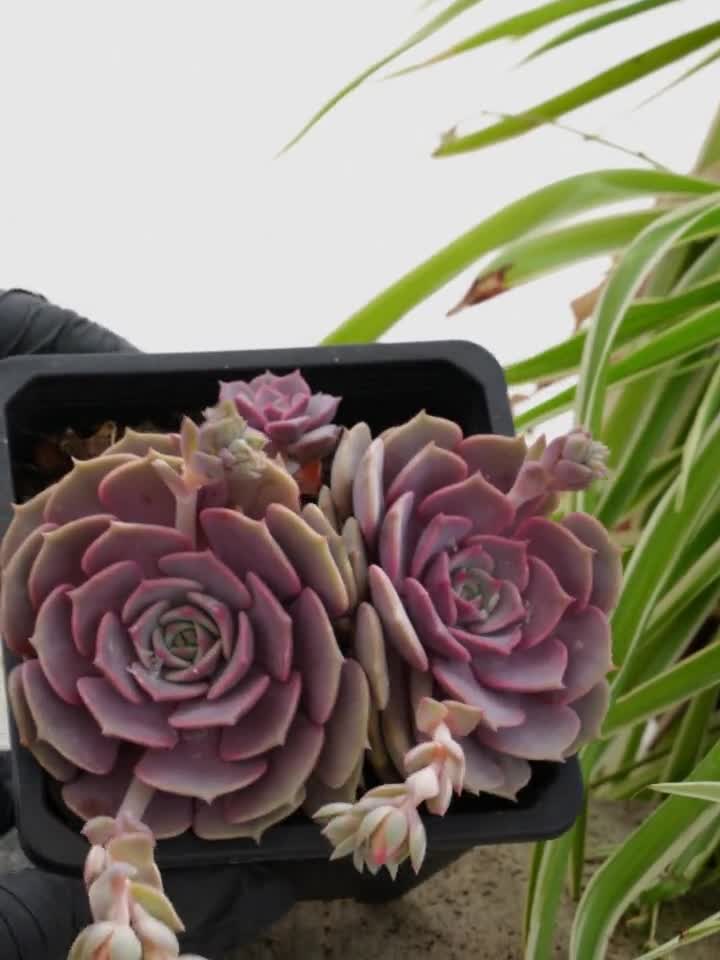 ❣️ピンクバタフライ②❣️現品 エケベリア 寄せ植え 多肉弁当 多肉植物 ❣️ピンクバタフライ②❣️現品 エケベリア 寄せ植え 多肉弁当 多肉