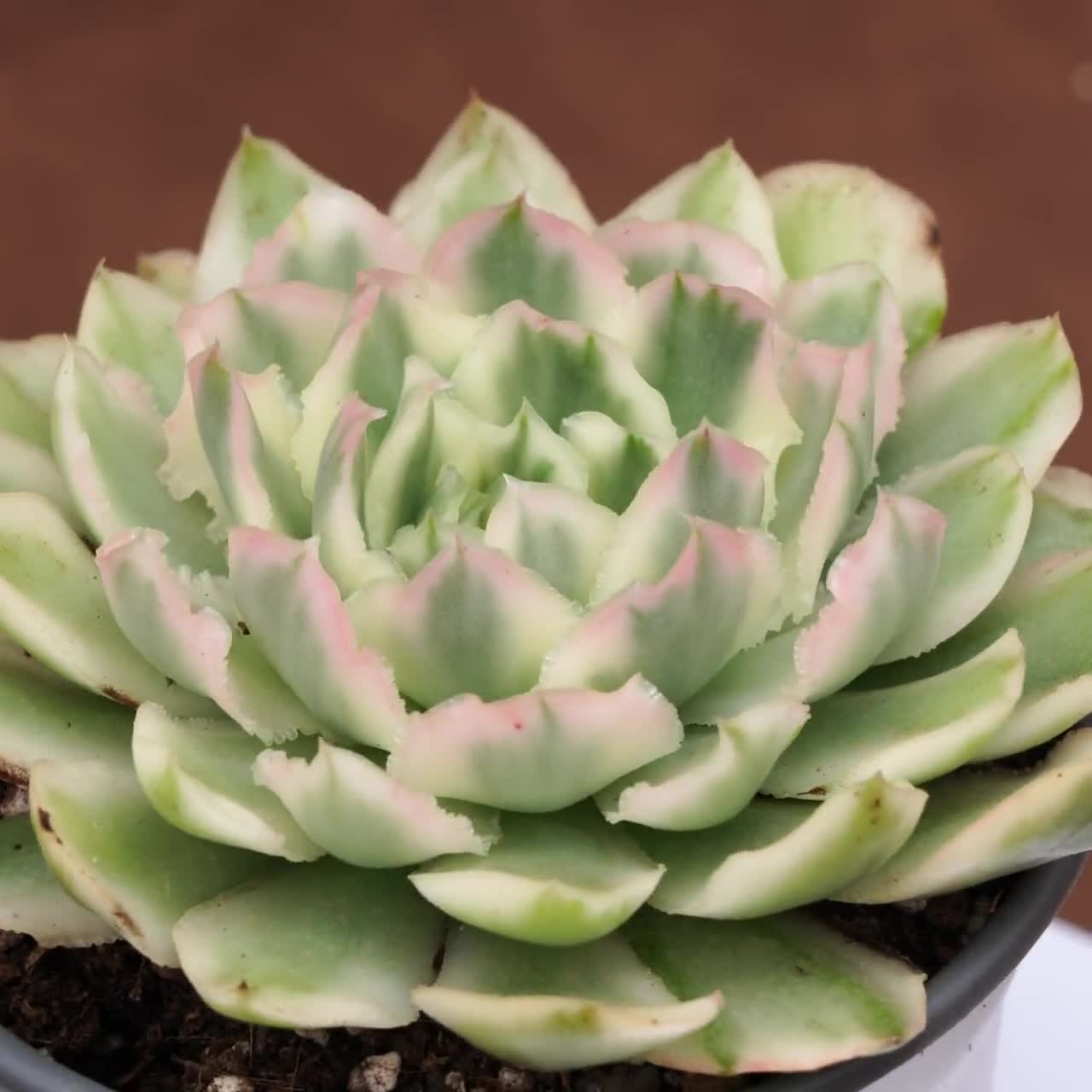 Echeveria Purple Butterfly Variegated - Live Plants, YP060 - Etsy