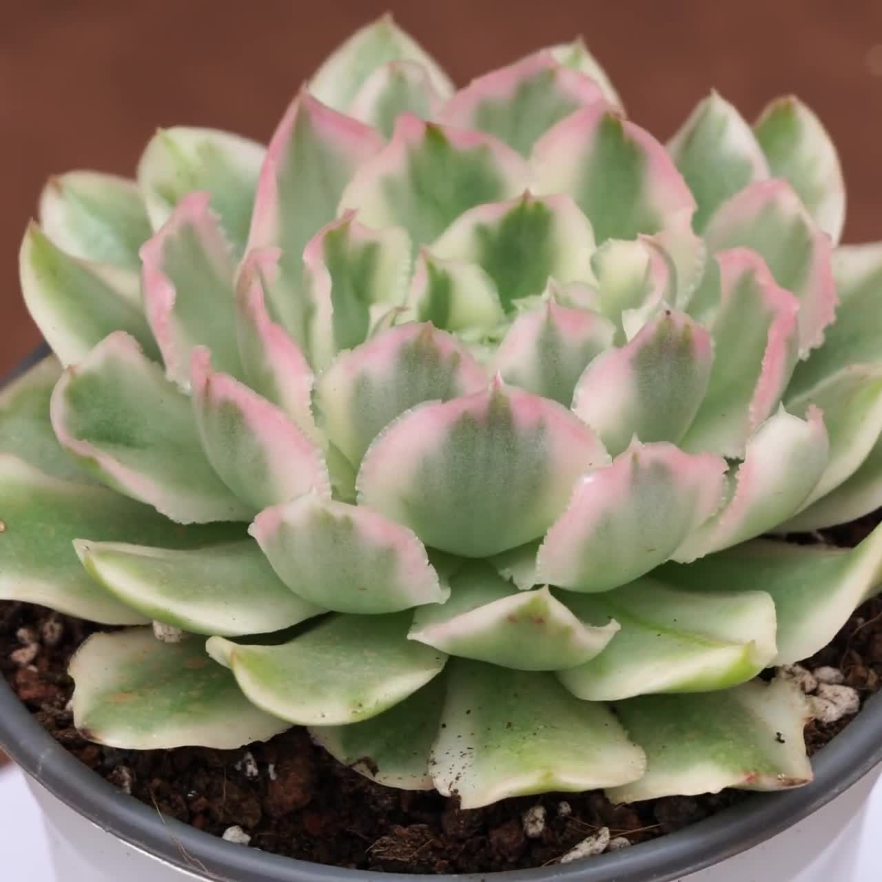 エケベリア パープルバタフライ 斑入り - 生きた植物、YP061 - Etsy 日本