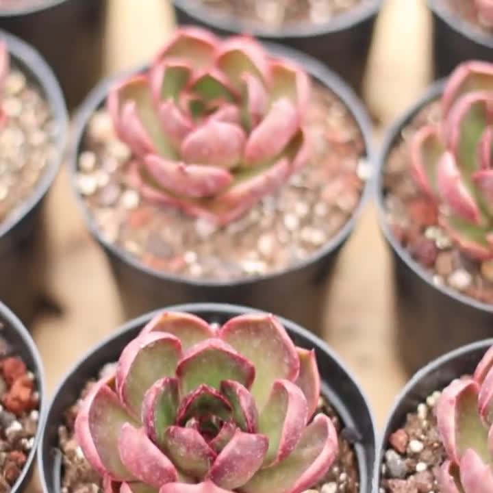 エケベリア レッドライト、多肉植物、多肉植物ギフト - Etsy 日本