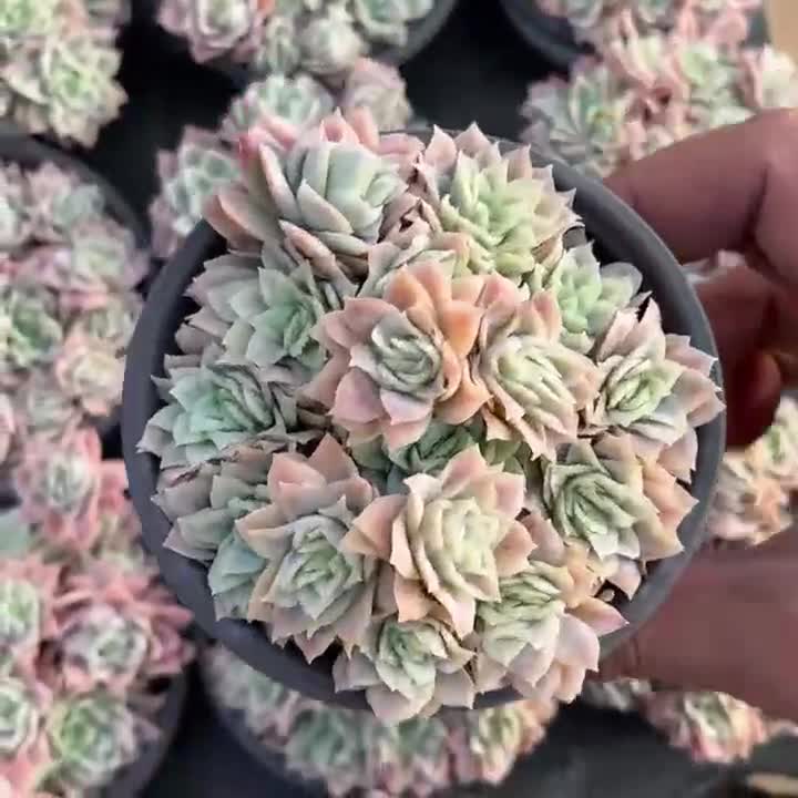 Live Succulents -rare Succulents -echeveria 'rose Queen' Ice