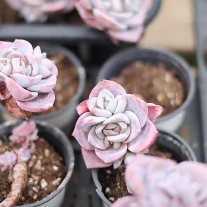 エケベリア サクラ スノー、多肉植物、多肉植物ギフト - Etsy 日本