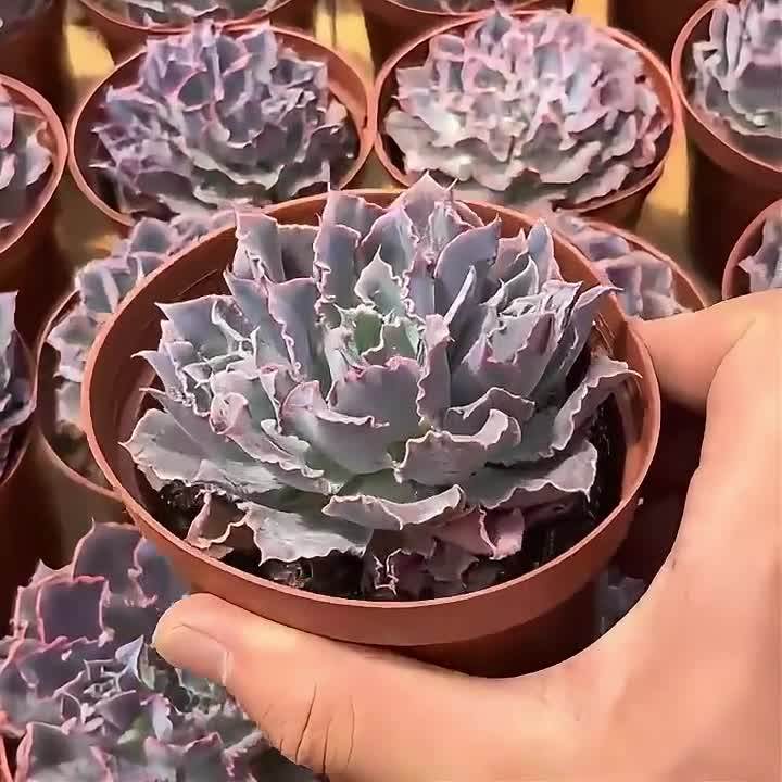 生きた多肉植物 - 珍しい多肉植物 - エケベリア シャビアナ デザート