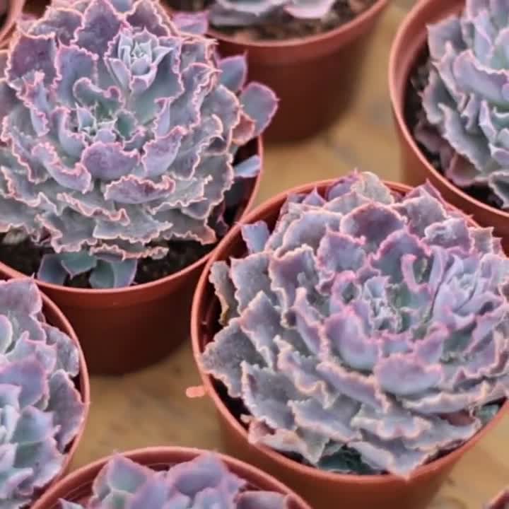 エケベリア シャビアナ トリュフ、多肉植物、多肉植物ギフト - Etsy 日本