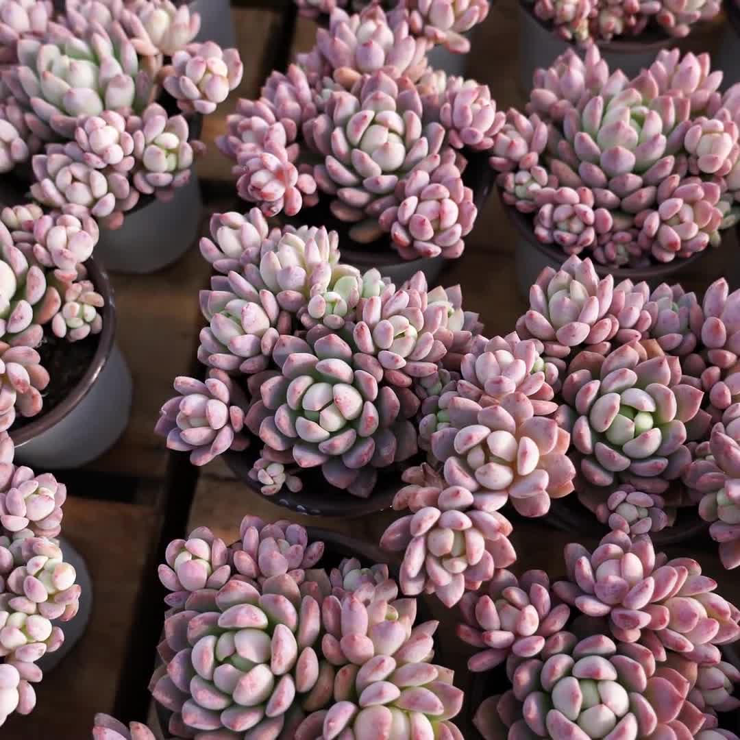 エケベリア スモール レッド ピーチ、多肉植物、多肉植物ギフト - Etsy