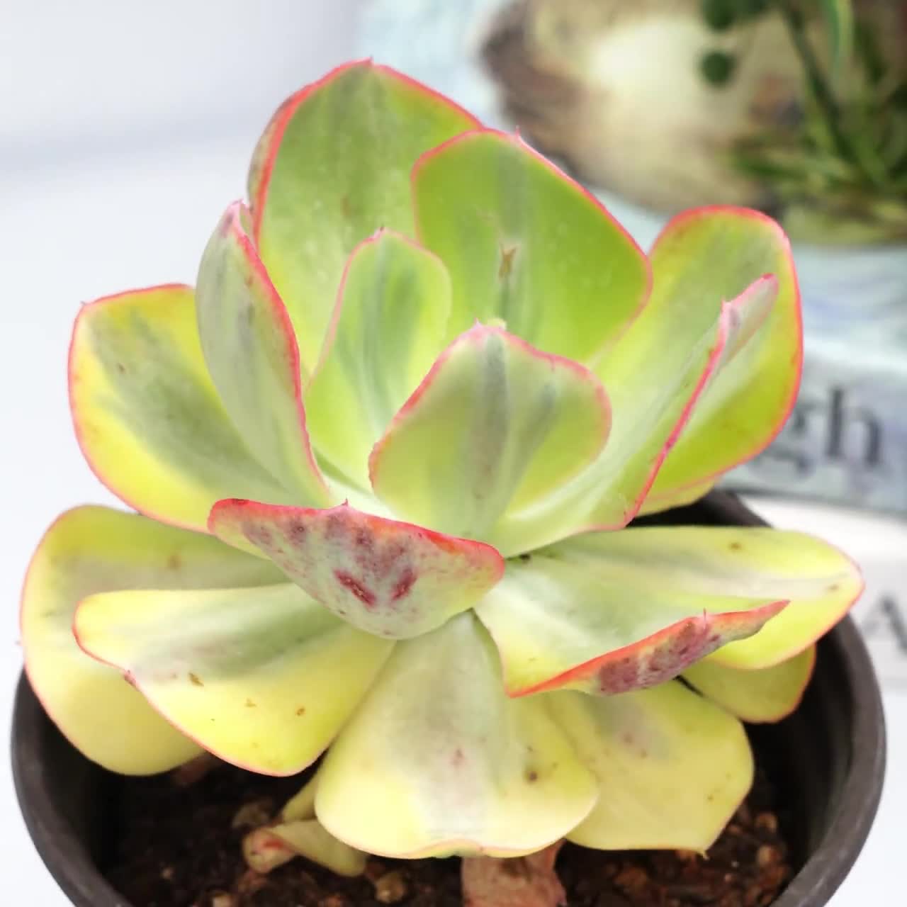 Echeveria Sunset Peony Variegated - Succulent Plants - A Touch of