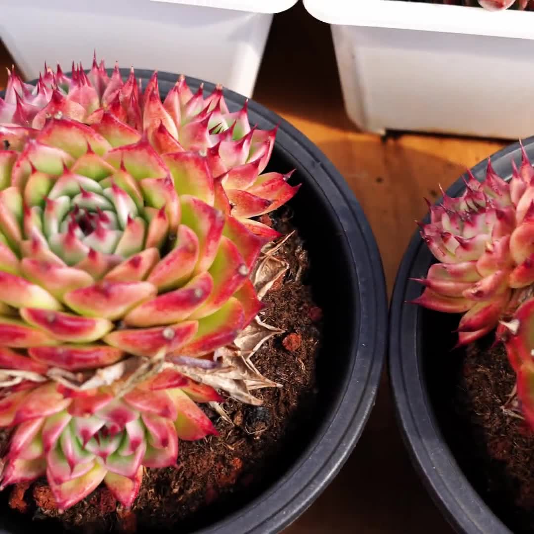 エケベリア トスカネリ、多肉植物、多肉植物ギフト - Etsy 日本
