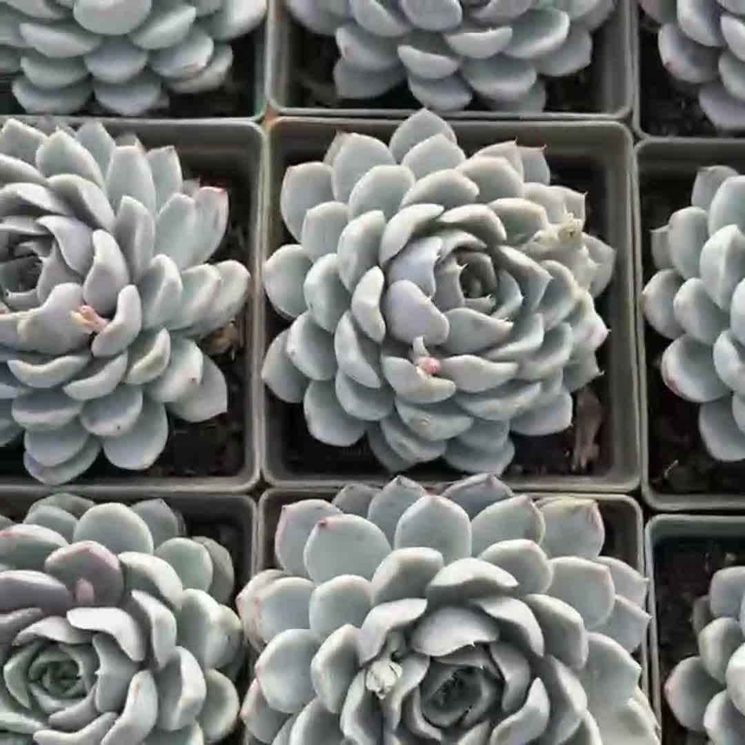 生きた多肉植物 - 珍しい多肉植物 - エケベリア「タイニーバーガー