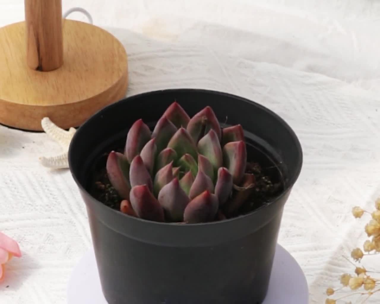 エケベリアの結婚指輪、珍しい多肉植物、最高の贈り物 - Etsy 日本