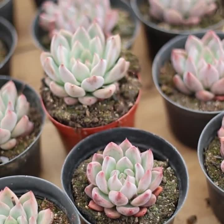エケベリア ウェディング リング、多肉植物、多肉植物ギフト - Etsy 日本
