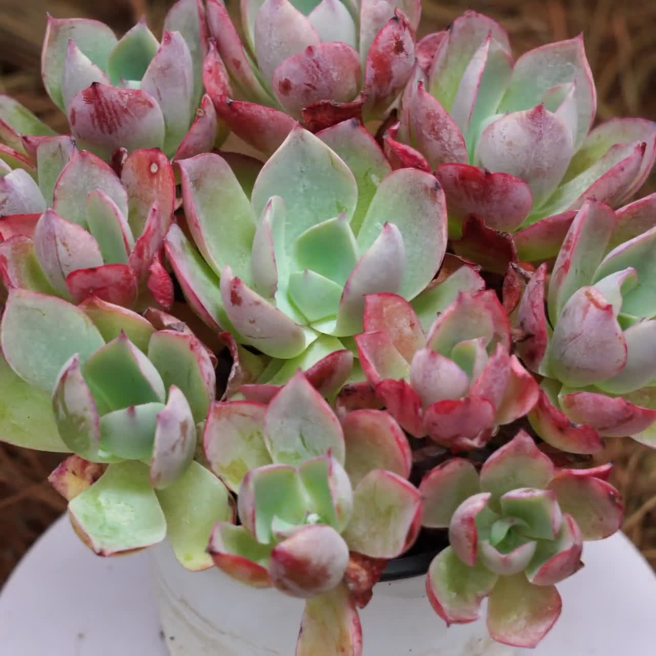 5インチの生きた多肉植物、エケベリア ホワイトローズ、お手入れ簡単な