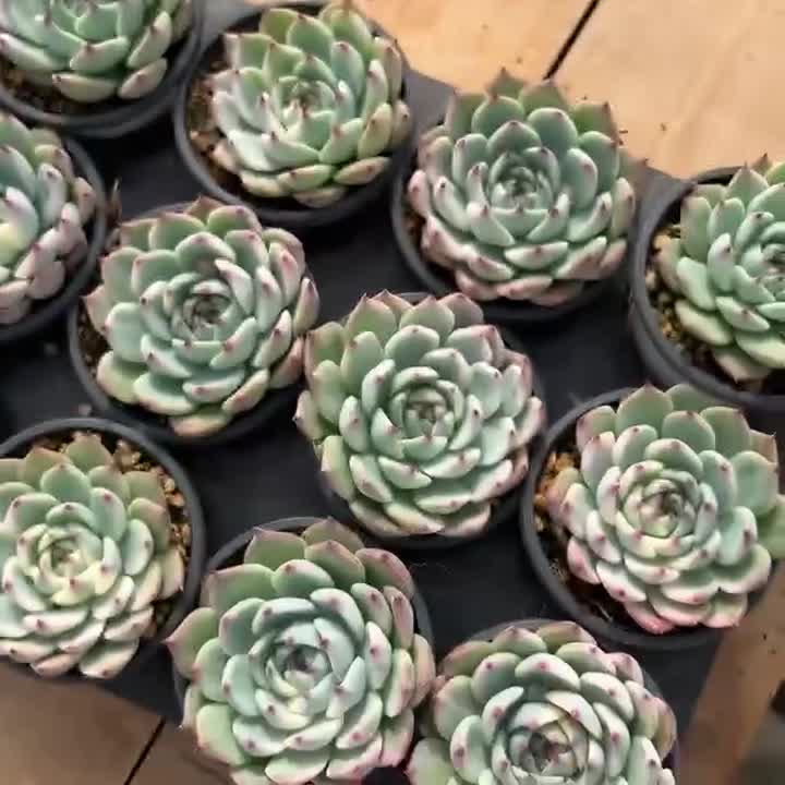 生きた多肉植物 - 珍しい多肉植物 - 多頭多肉植物 - エケベリア