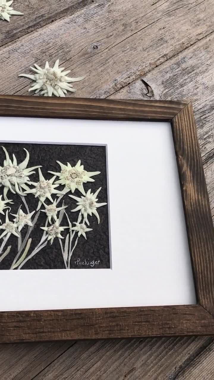 Genuine Pressed Edelweiss Flower Framed Picture, Edelweiss