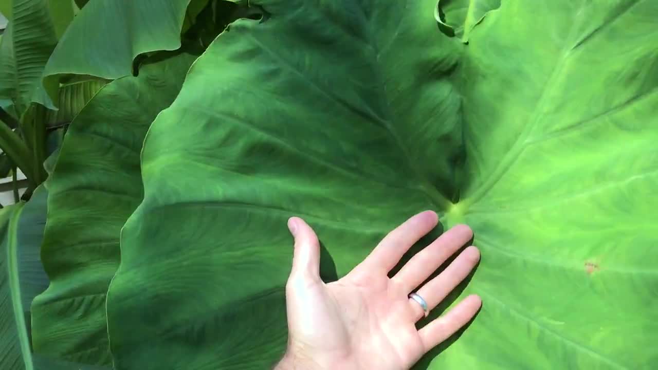 Elephant Ear Bulb - Large Size (~20) video poster