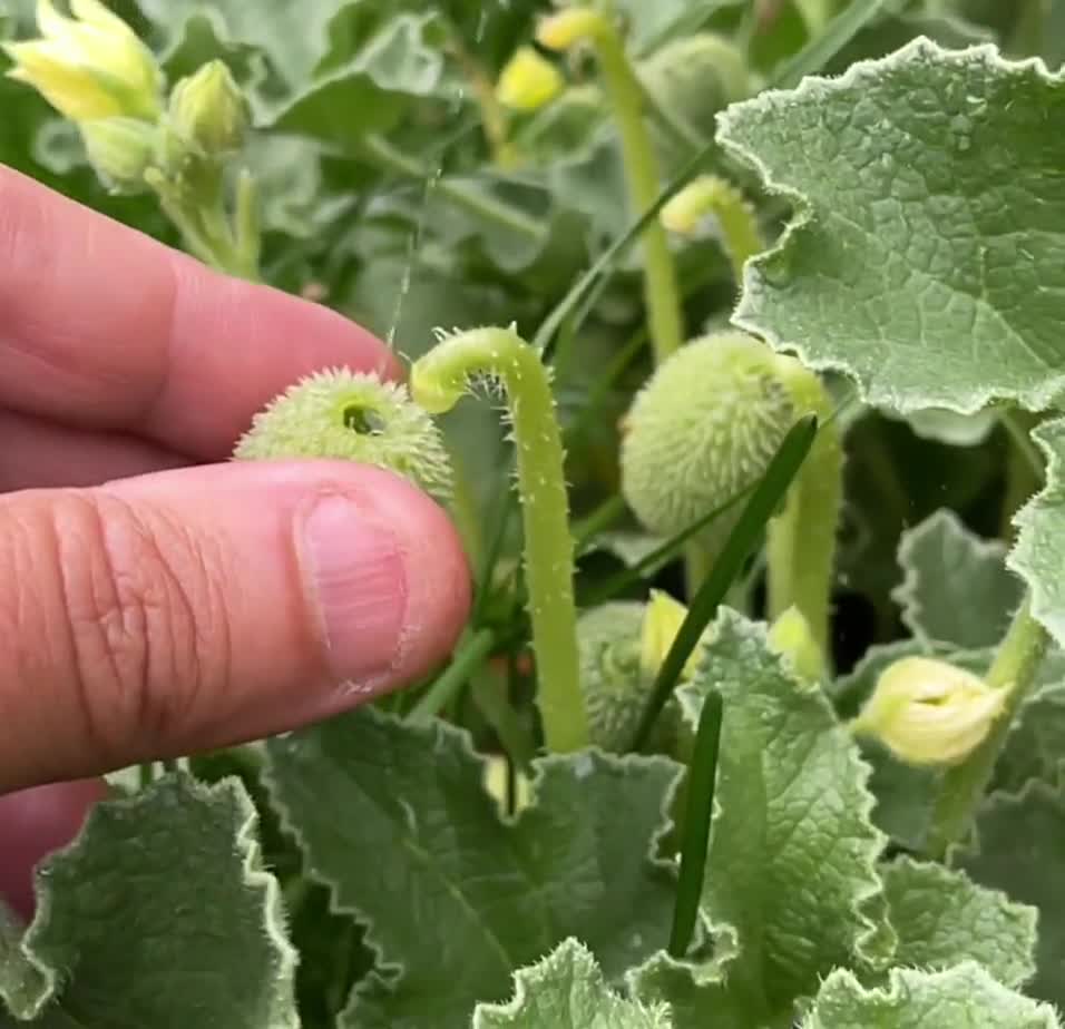 Squirting cucumber - Ecballium elaterium (15 seeds) Plant curiosity! Fresh  seeds!