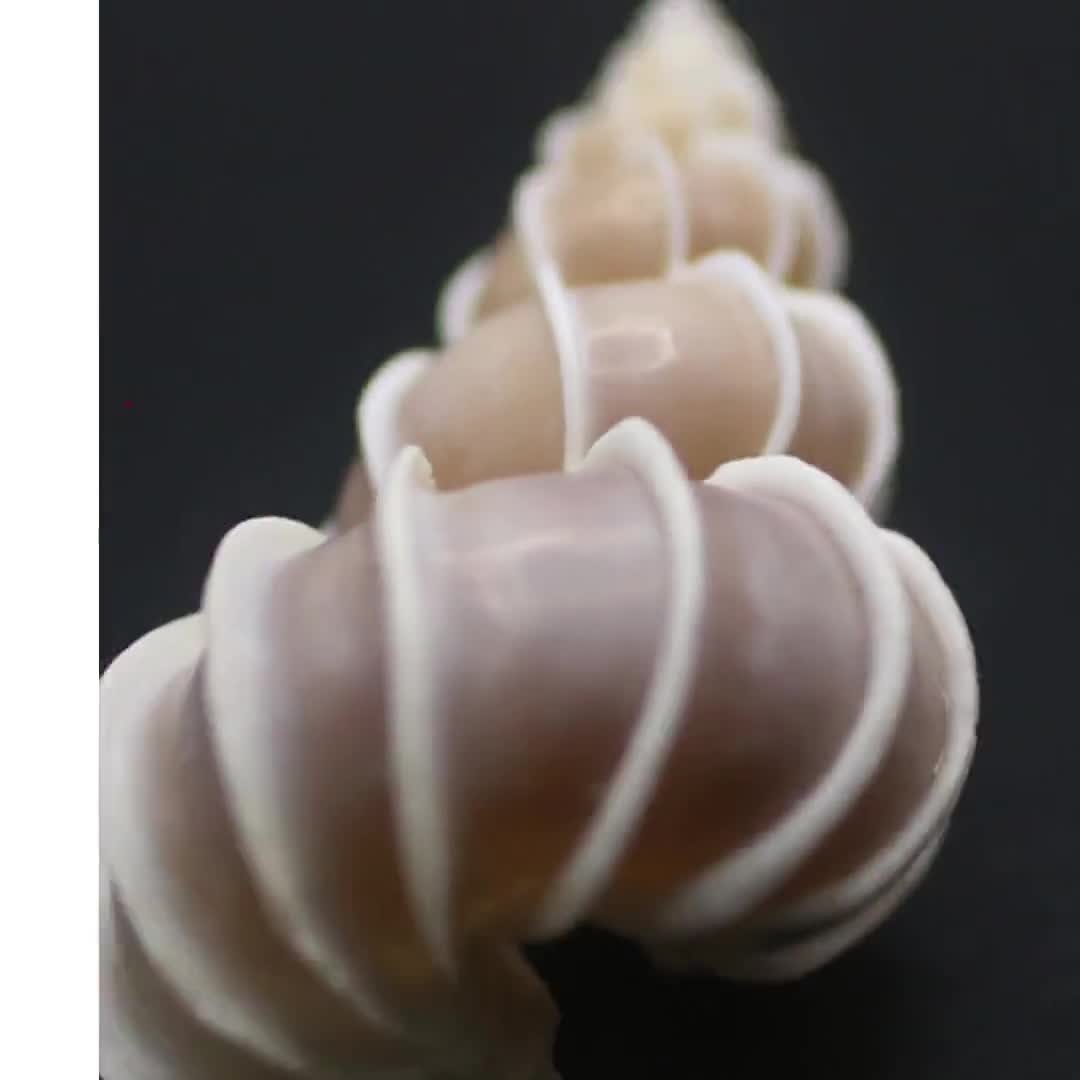 Epitonium Scalare Shells - BATLOVENATURAL - Beautiful Sea Shells