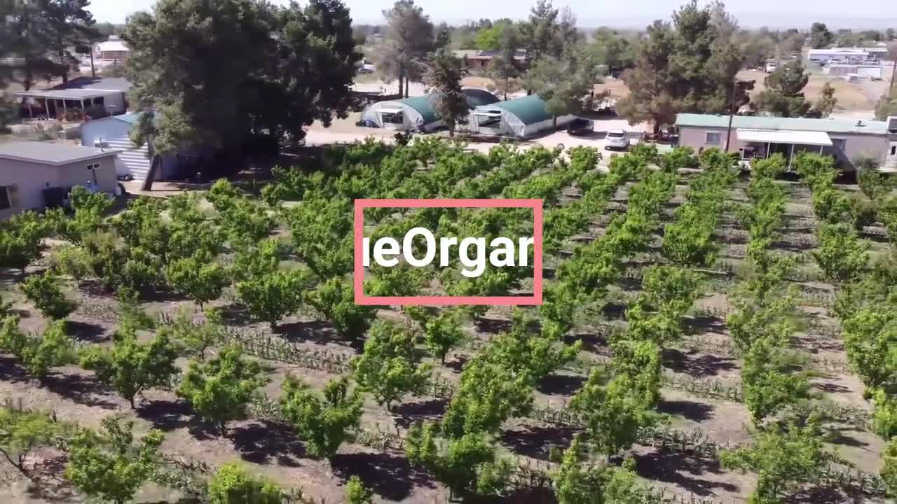 100% ORGANIC Dried Jujube Date California Grown US Seller 대추 Hong Zao 紅棗 táo tàu Bulk video poster