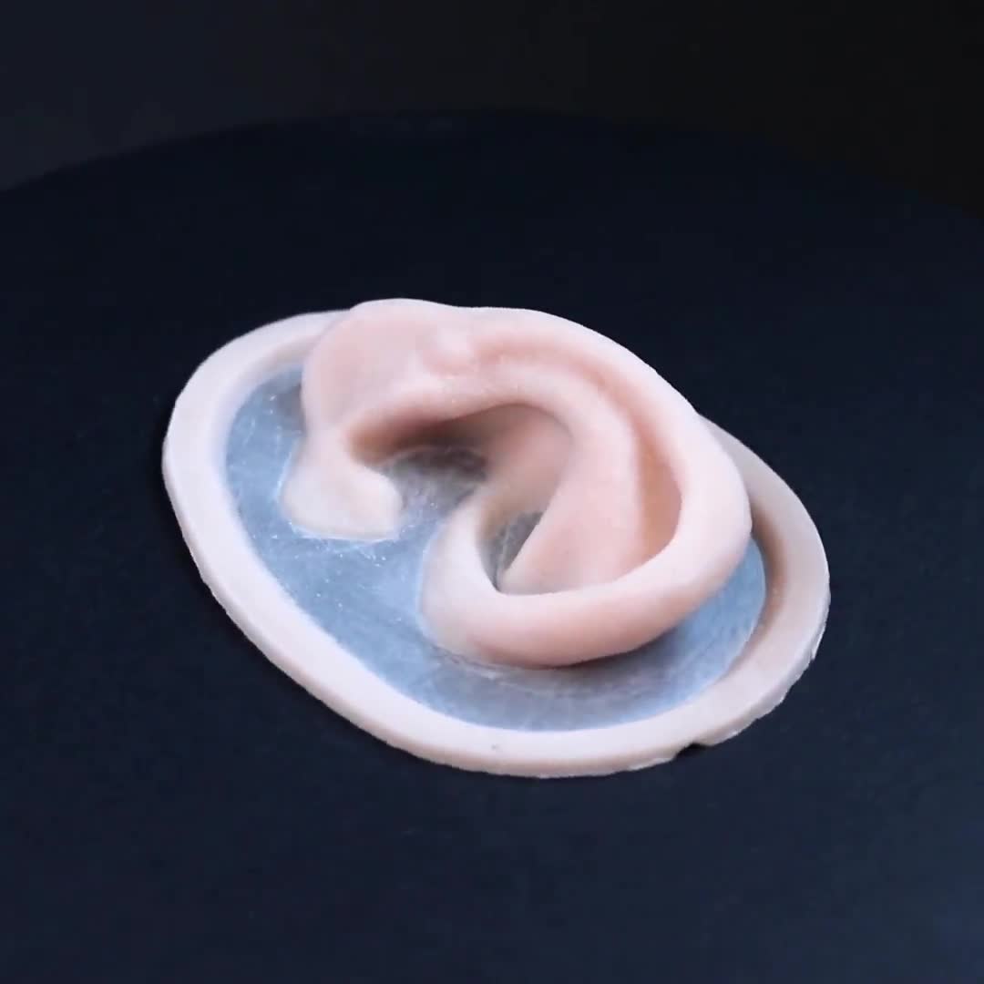 Modello di anatomia dell'orecchio umano modello dell'orecchio umano 5 volte ingr