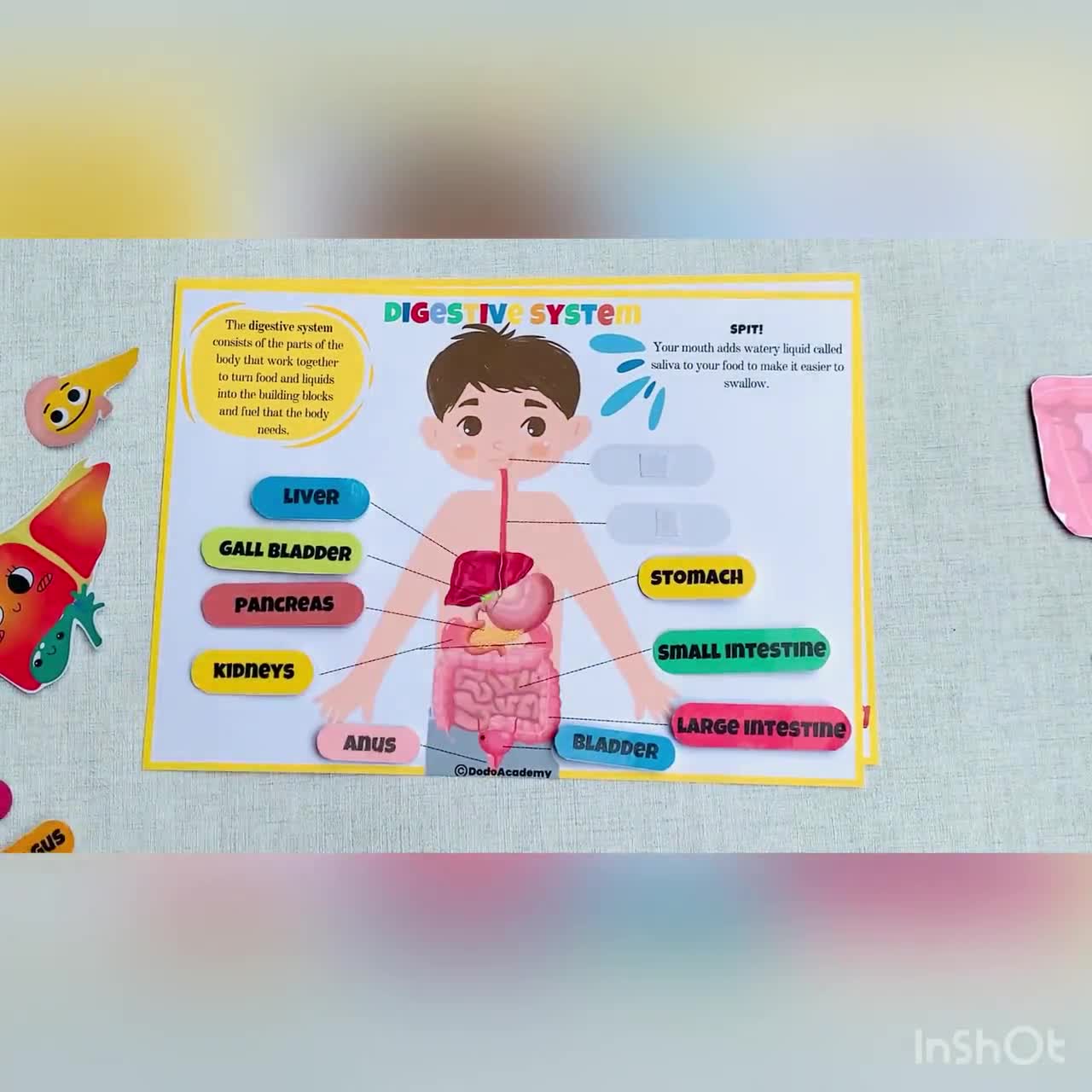 Libro de actividades para niños en edad preescolar con anatomía humana y  sistema digestivo humano, actividades para niños pequeños imprimibles para  la educación en el hogar, image size:1280x1280