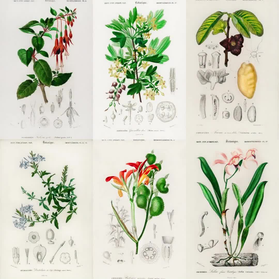 ヴィンテージ植物画：19世紀の植物図版（デジタルダウンロード