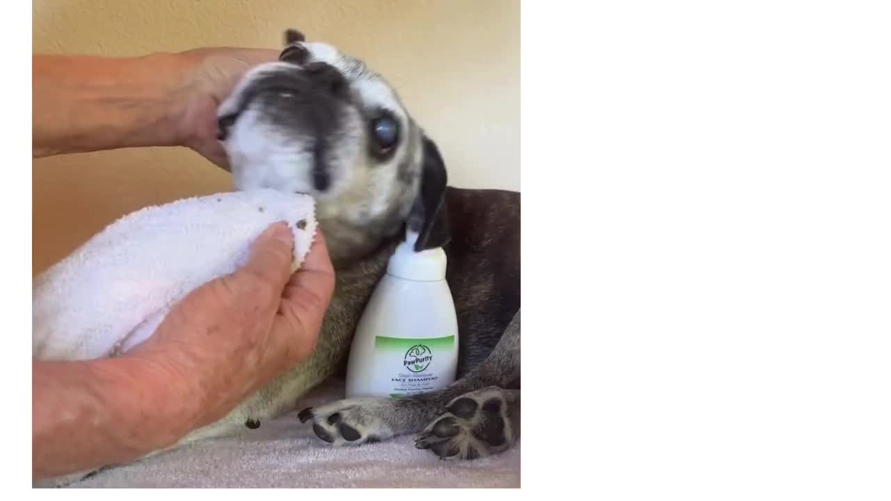 Natürliches Haustier-Gesichtsshampoo: Tränenflecken-Entferner mit Vitamin C video poster