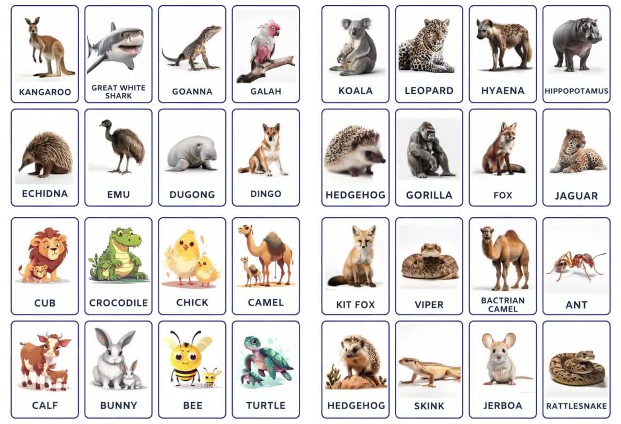 Flashcard Bundle of Wildlife Diversity Includes Australian Animals