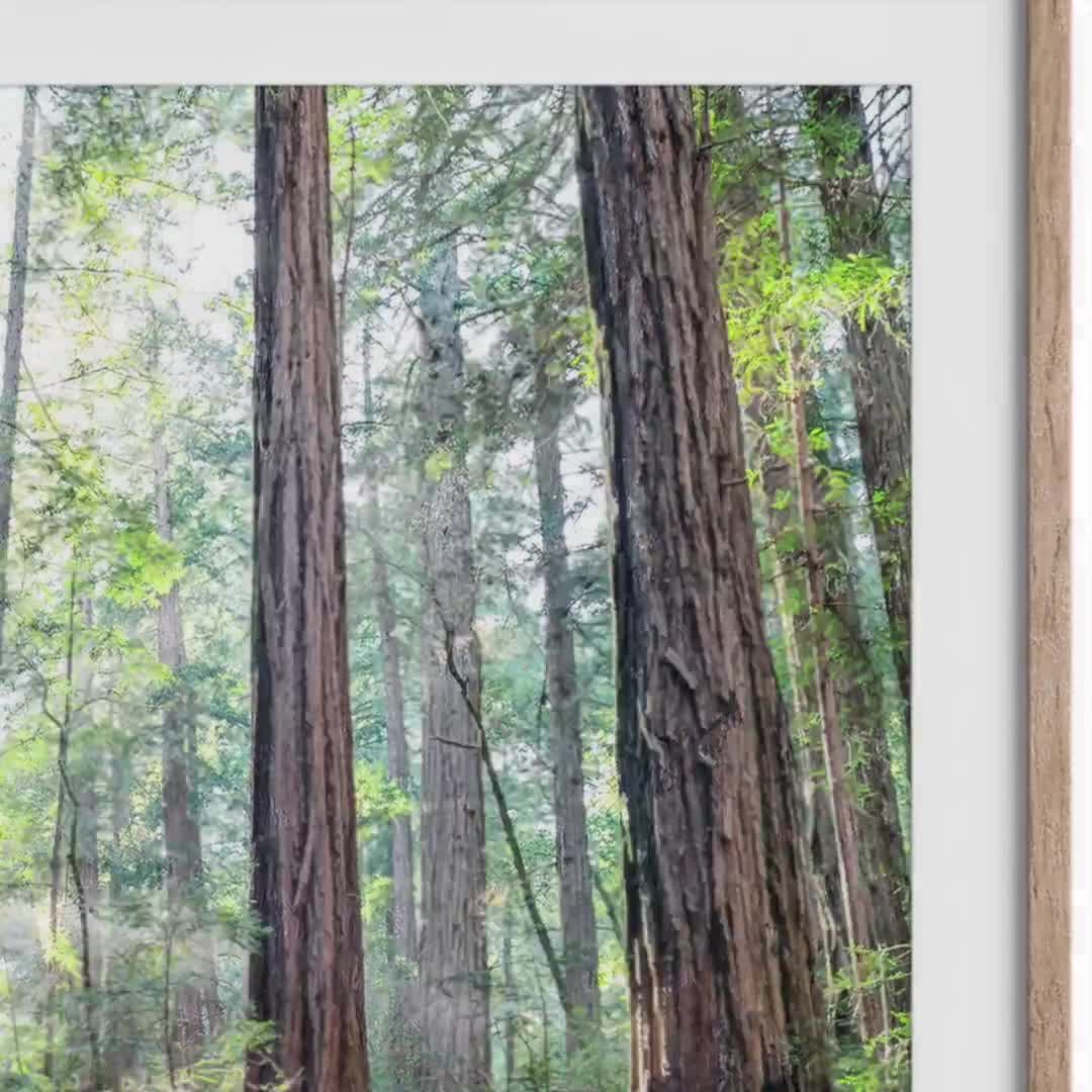 レッドウッド・フォレスト・トレイルのファインアートプリント - 大型