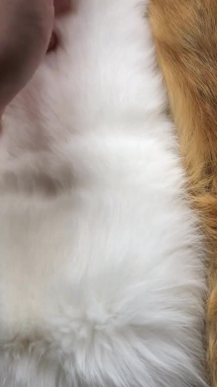 なめし加工された本物のキツネの毛皮：特大動物の毛皮（50インチ