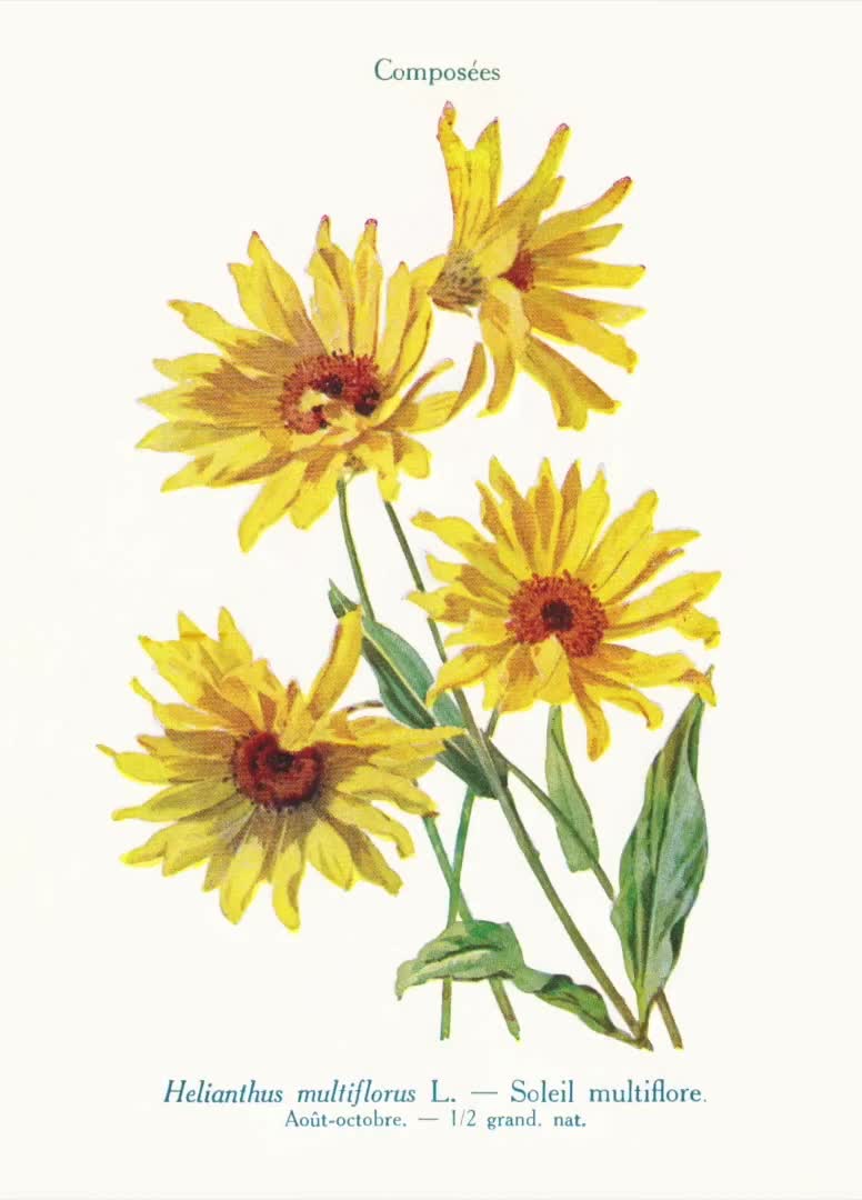 Antique Flower Illustrations, Printable Botanical Pages