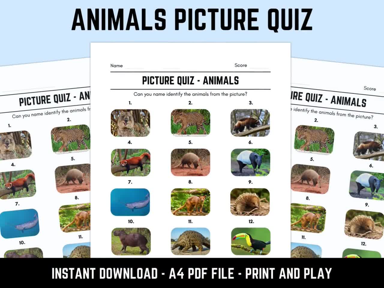 Printable Animals Picture Quiz With Answers Picture Round Quiz Sheets, Pub Quiz Trivia, Downloadable Table Quiz - Etsy printable-animals-picture-quiz-with-answers-picture-round-quiz-sheets-pub-quiz-trivia-downloadable-table-quiz-etsy