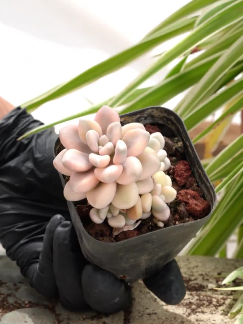 グラプトペタルム・エレン斑入り多肉植物 - Etsy 日本