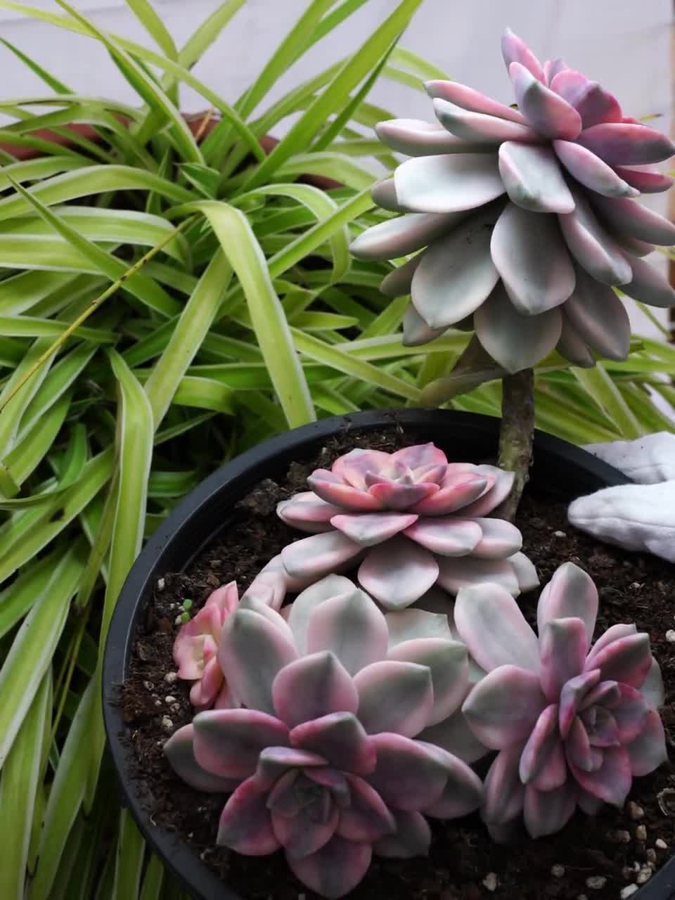 Graptopetalum Purple Delight Variegated-Succulent