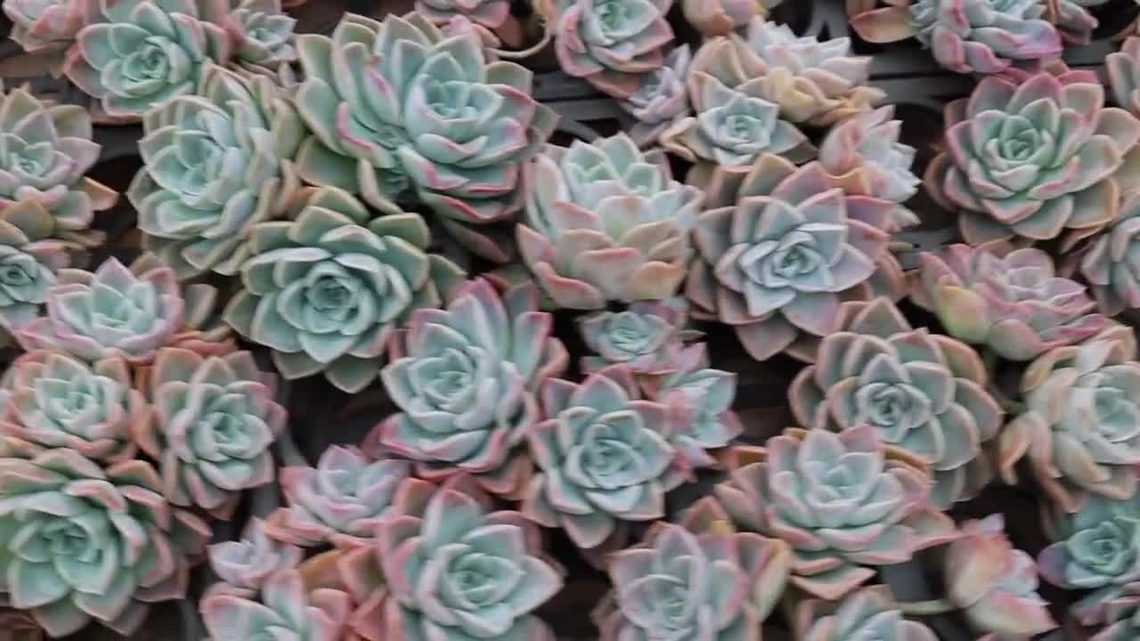 グラプトベリア「ハリー・ワトソン」クラスター、珍しい生きた多肉植物