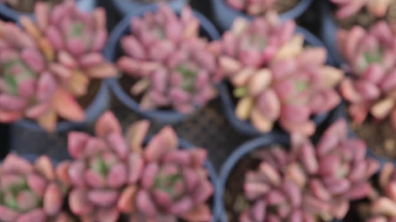 グラプトベリア ルビー ドナ - 生きた多肉植物 - Etsy 日本