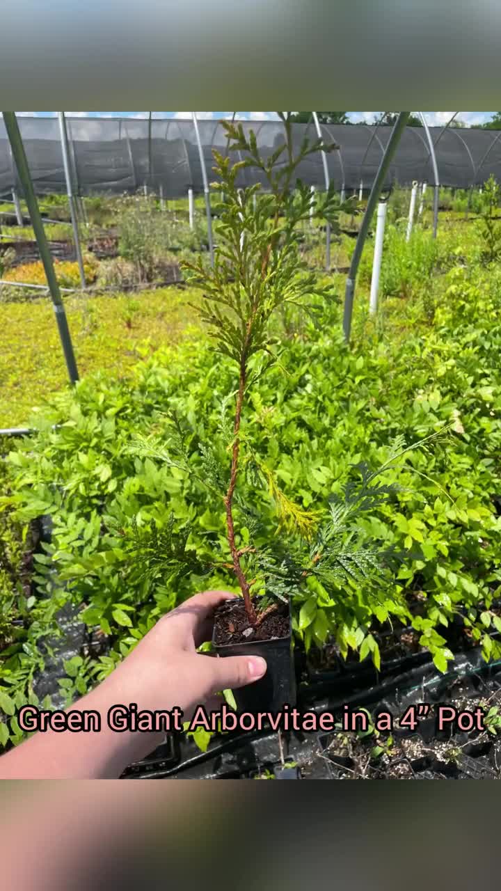 Arborvitae Green Giant Thuja Plicata Maceta de 2,5 pulgadas de 4 a 12  pulgadas de alto (una planta por maceta), image size:720x1280