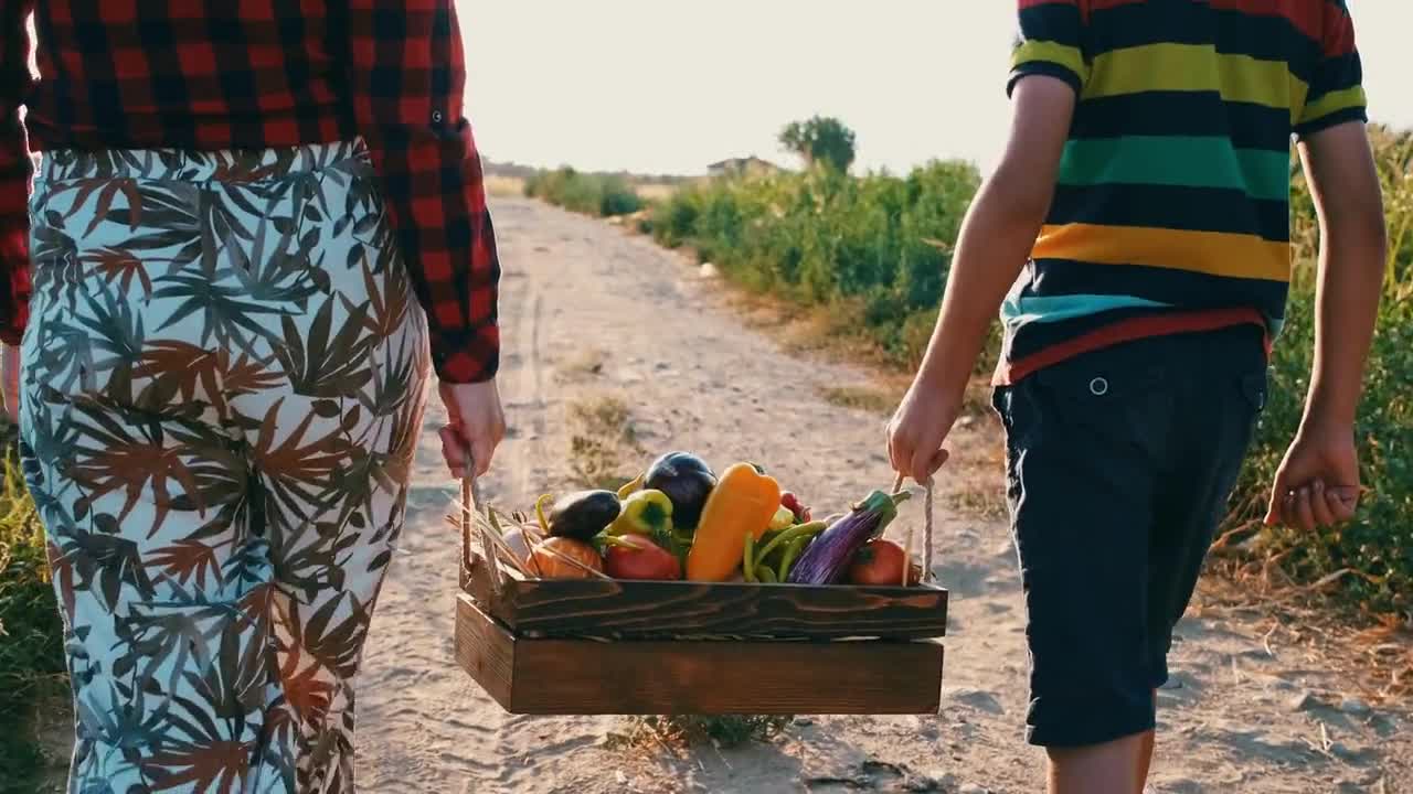 Vietnamese Coriander, Persicaria odorata, Rau Răm Herbs Live Plant (2.5" pot) video poster