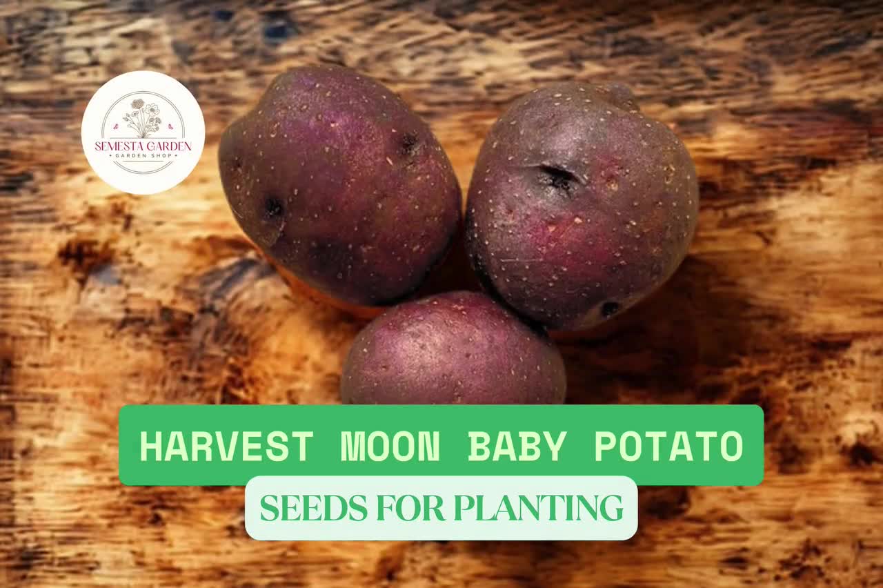 plant beet seeds Sugar Beet Seed