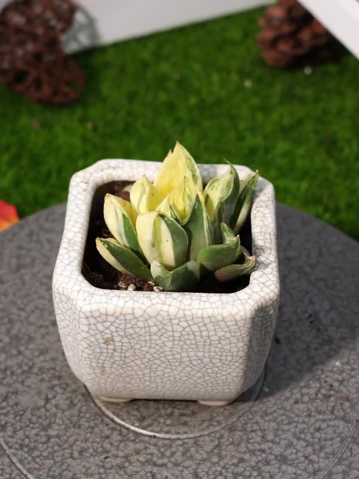 2'' ハオルチア シンビフォルミス 斑入り - Etsy 日本