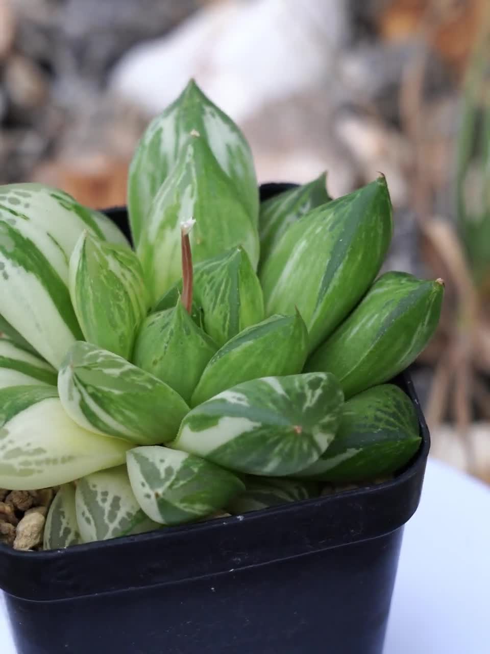 ハオルチア シンビフォルミス 斑入り - 多肉植物 - Etsy 日本