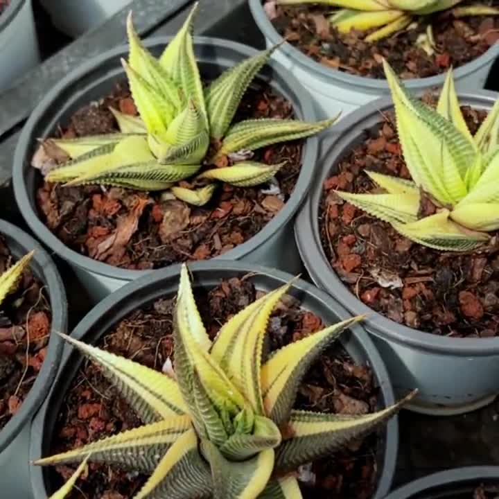 Haworthia Limifolia Variegated,succulent Plant,succulent Gifts - Etsy