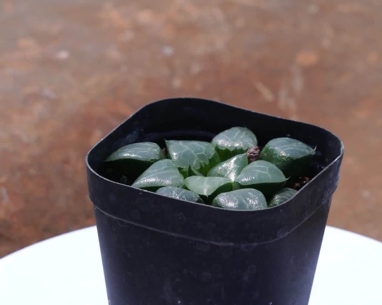 希少な多肉植物「ハオルチア 月影」、贈り物に最適 - Etsy 日本