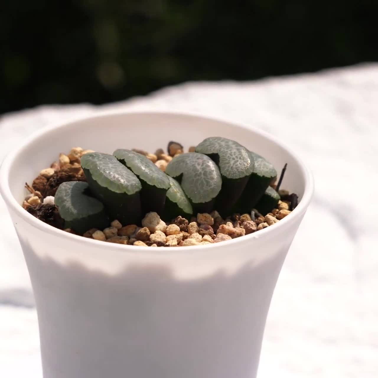あお　カクタス　スケルトン　パーチ　中太No.139、159、160 Haworthia Truncata Ultimate Blue - Succulent Plants - A Touch of